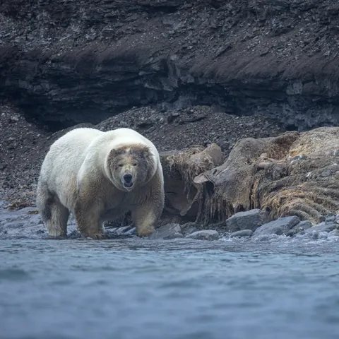🔥 A massive polar bear that was found eating a whale carcass, Norway.