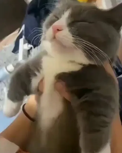 Cat rejects kiss even when asleep