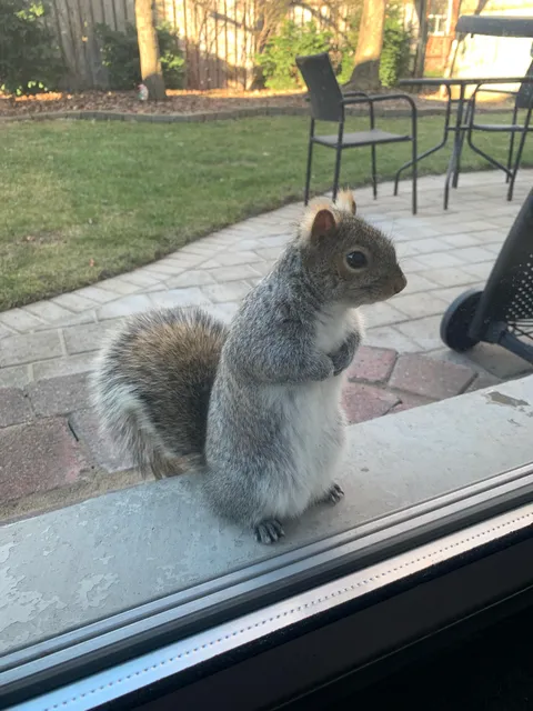 We fed our backyard squirrel ONCE... meet Frankie at our backyard door waiting for more nuts.