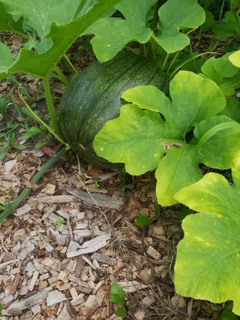 My first time planting a garden. Didn't have anyone to share these with. It's not much but I'm proud of it.
