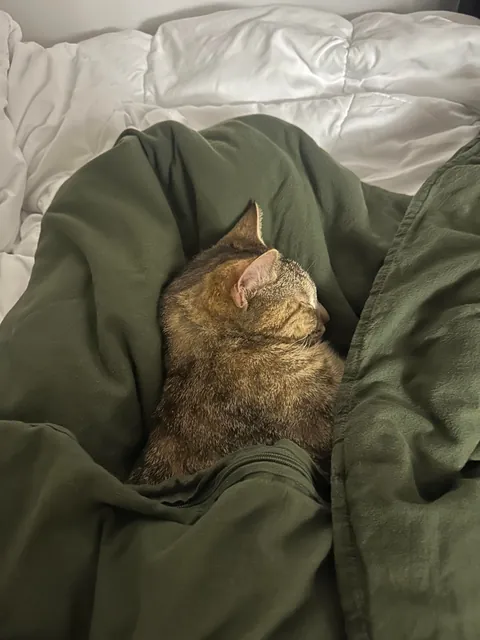 My new rescue was born without a pupil!