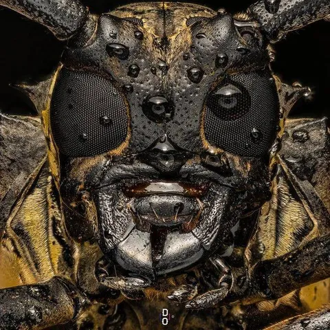 🔥 A close up of a longhorn beetle's face