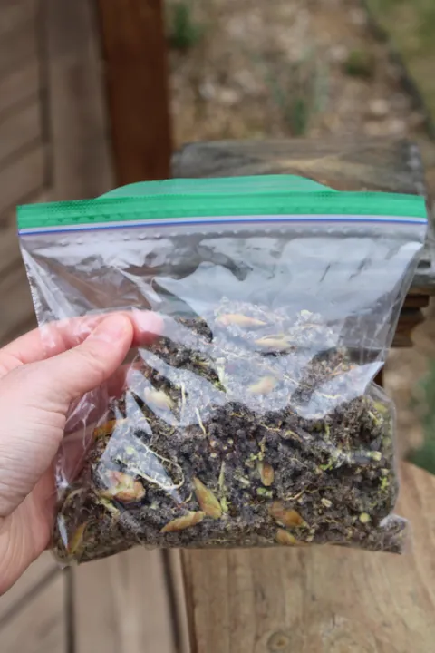 I dyed Easter Eggs using seeds from our cottonwood tree!They always stain our deck blue so I decided to mix them with vinegar and see what happened and it worked!! The best egg was an overnight soak with a little baking soda added too.