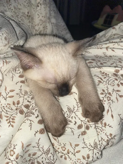 Bella's sleeping posture is always so unique.