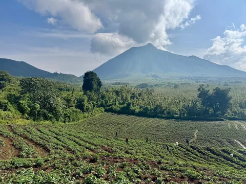 Gorilla trekking in Rwanda is worth a trip!