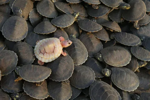 PsBattle: Albino turtle among normal colored ones