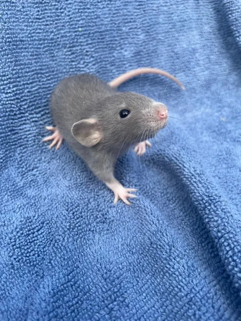 Showing off my new babies