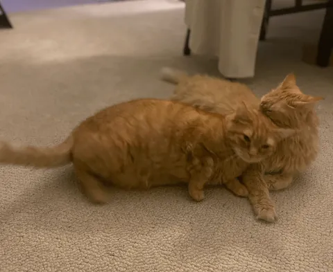 Real image of how Titanic crashed an ice berg