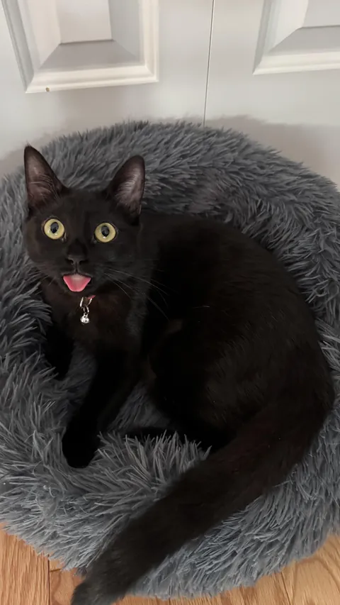 Biggest Blep I’ve Caught From Tifa So Far