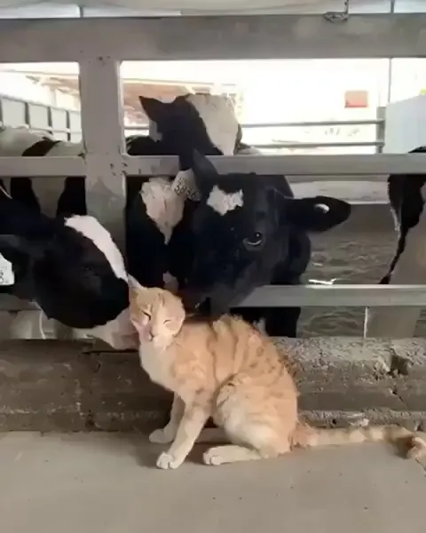 At the cat wash Working at the cat wash, yeah Yeah, yeah, yeah, yeah