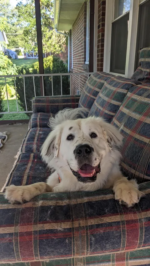 Great Pyranese x Mastiff