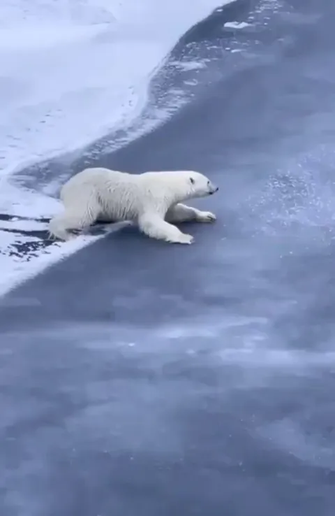 🔥🔥 Master Polar Bear Shows You How to Get Across Thin Ice