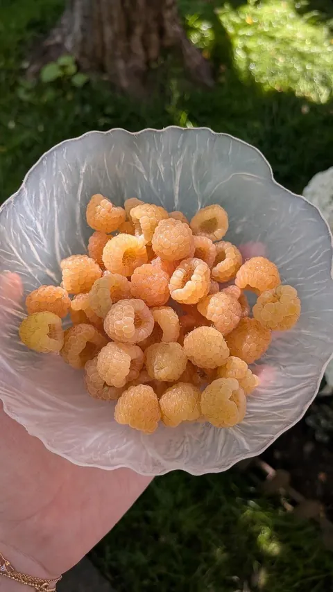 Fall Gold raspberries 🌟