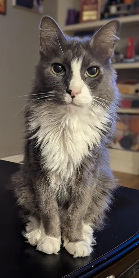 My best friend, Toki, passed away yesterday. He was 16 years old. I miss him so much.