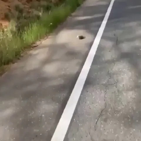 Guy finds a baby possum having trouble keeping up with their mom and returns the little fella to her.