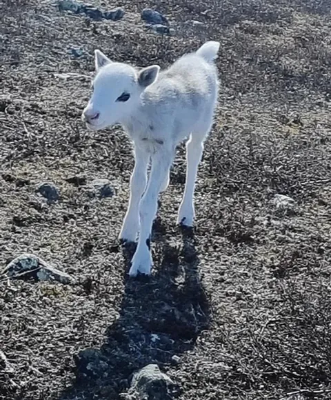 🔥 I was visited by a curious reindeer calf