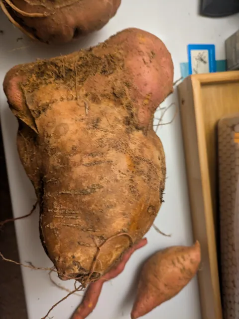 First time. Not sure if edible or not.