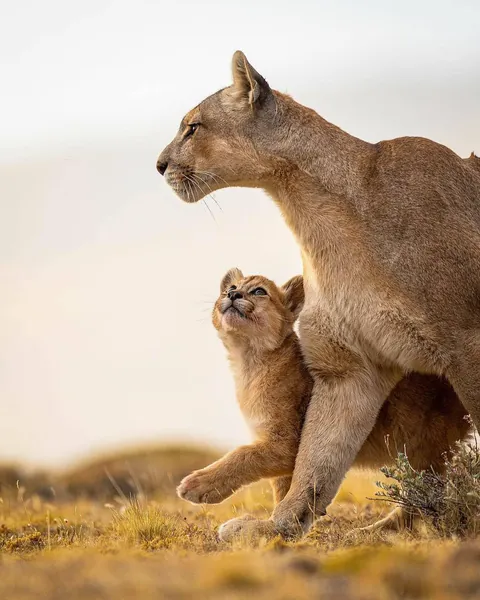 🔥a beautiful photograph of a Puma and her cub in the Chile Desert