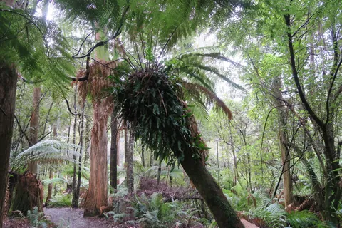 🔥Tasmanian Tree Ferns, Dicksonia antarctica. At Liffey Falls in the Tasmanian Central Highlands.
