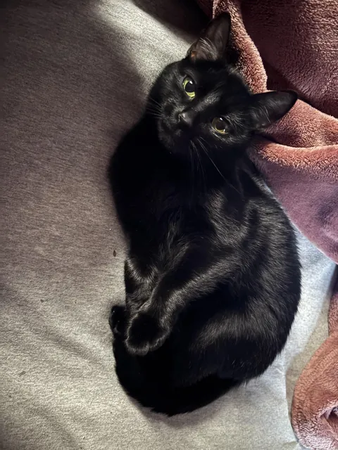 I rarely get good pics of my cat