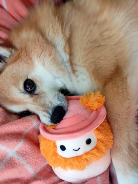 My rare pupper, Piper