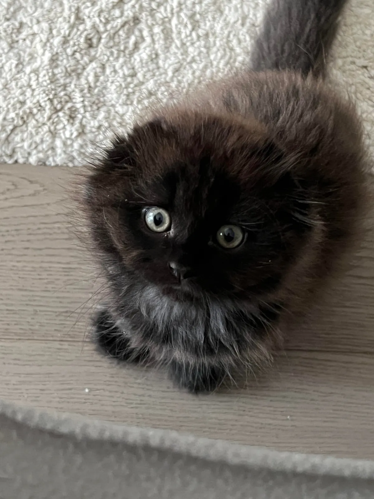 Does my kitty qualify as a black cat?