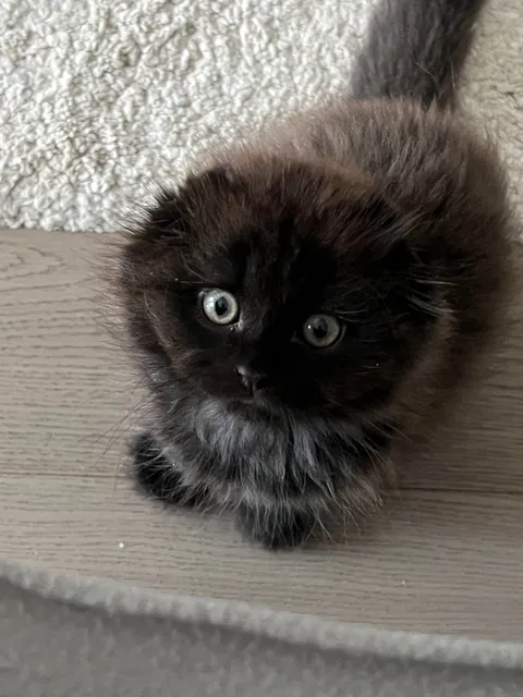 Does my kitty qualify as a black cat?