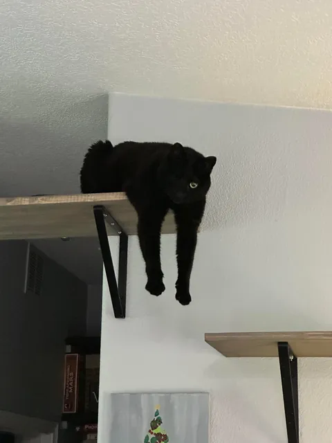 This is my parents’ cat Maple