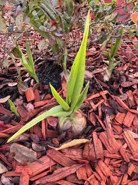 Plant with large bulb appearing in flower bed-what is it?