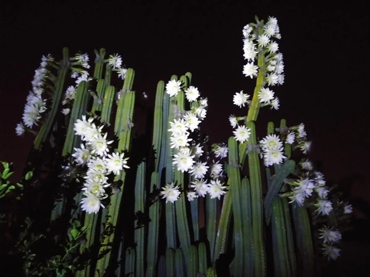 My cactuses went crazy and bloomed all at once last night