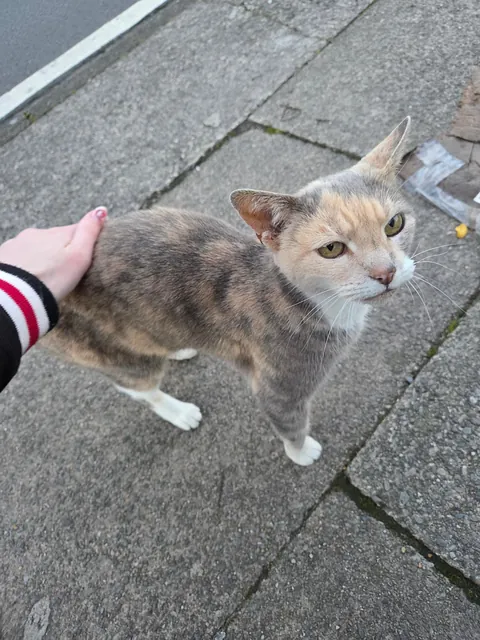 saw this beautiful lady on my way home from work 💖