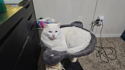 Just adopted my first kitty