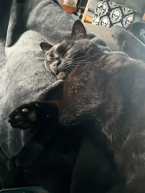 This sassy girl saved my bed and me from setting on fire at 3am.