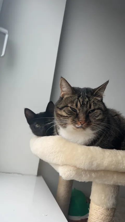 Got my cat a cat, best thing I ever did