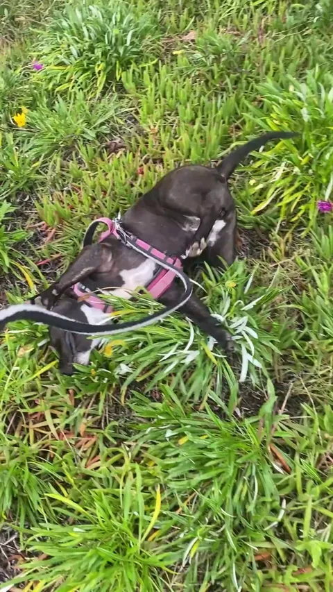 She does this every time we walk past this specific patch of grass.