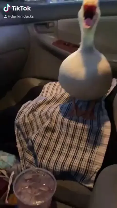 Mr.Duck demands a cup of ice water 
