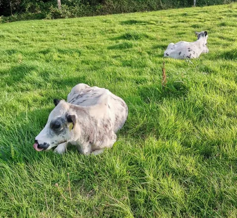 Some recent pictures of Custard and Cream. They do absolutely everything together.