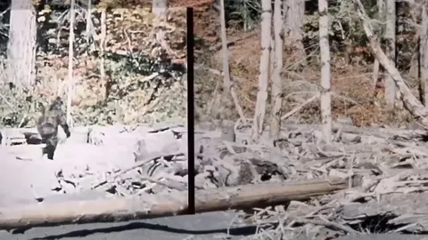 Stabilised footage of the Bigfoot film from 1967.