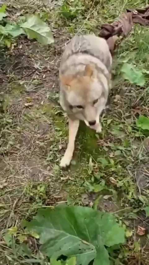 Dakota, a rescued coyote at SaveAFox Wildlife Sanctuary, absolutely loves getting pets
