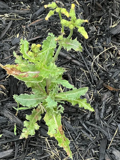 Did I just…grow a weed? I’ve been watering it for 2 months