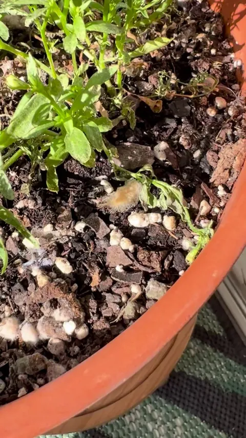 What is this bug on my plant?