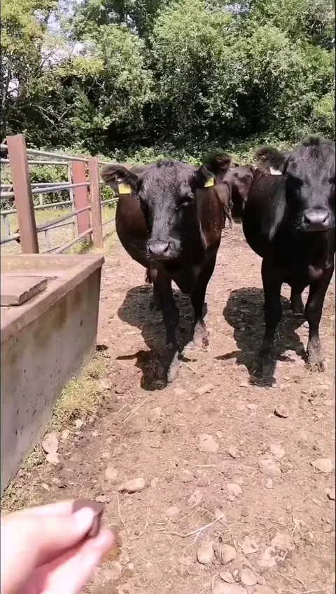 Giving Pudding some chocolate as a treat because she's my favourite cow!
