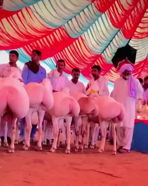 Pakistani goat beauty contest