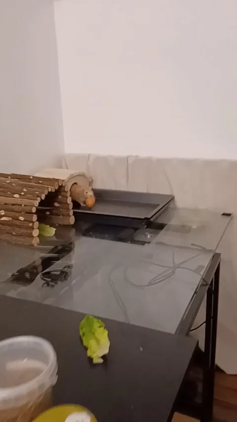 I have AN EGG!!!?!!?!! OMG oh no WHAT DO I DO WHERE DO I GO