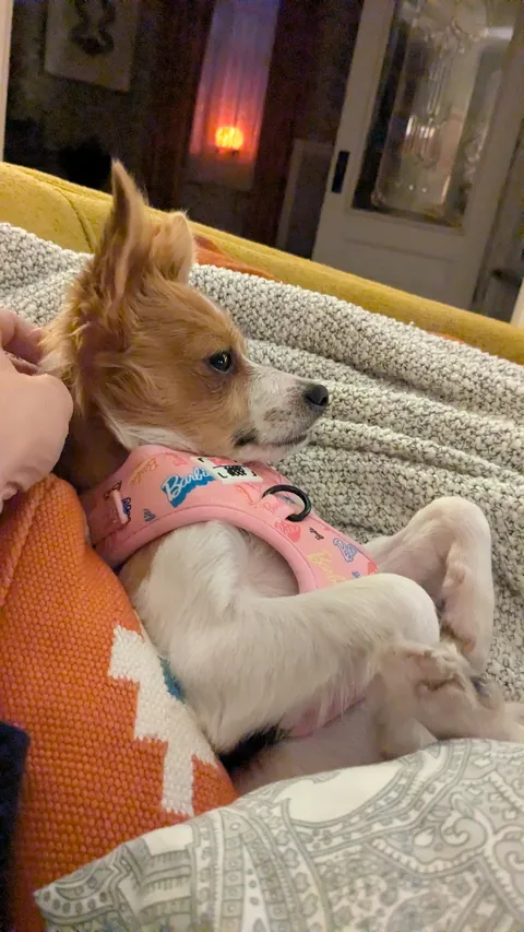 Ladies and gentlemen and all, meet Maxine. Our new 3ish month old Corgi-Chihuahua mix.