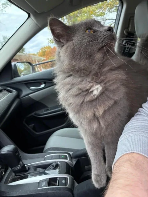 Took 8 months to get this stray to come near me. Now, he lays with me and jumps in my car whenever I get home
