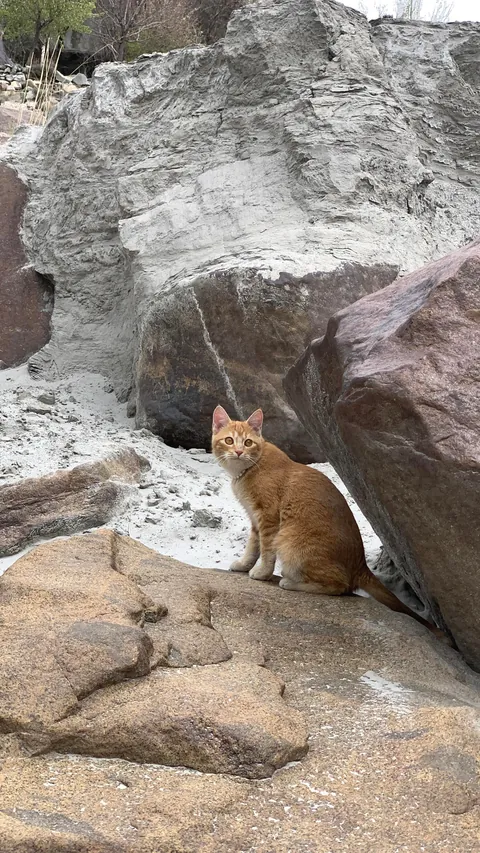 I took my cat to Himalayas on 30 Days bike tour.