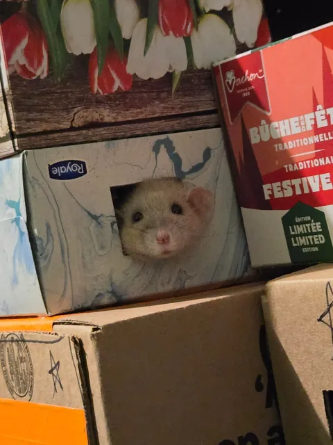 WHY IS JIMILY SO PHOTOGENIC