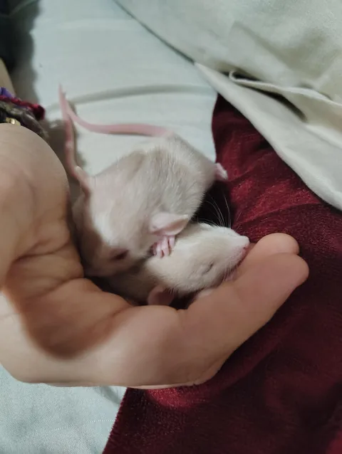 Souplings are two weeks old now
