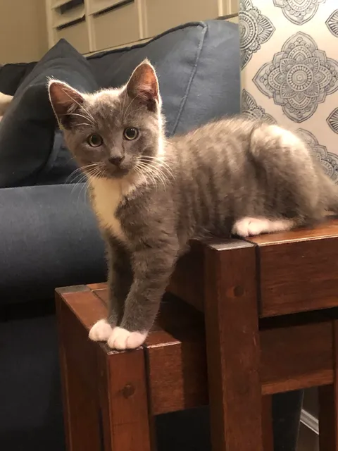 Picked up this cute stray who now needs a name and not something like “Smokey”.